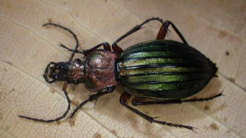 Réf. 212 548 : Carabus auronitens subfestivus