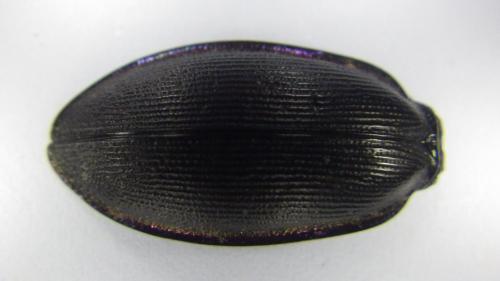 Carabus violaceus purpurascens