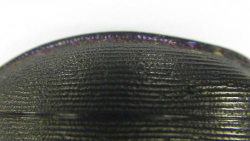 Carabus violaceus purpurascens