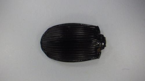 Réf. 212 588 : Abax parallelepipedus
