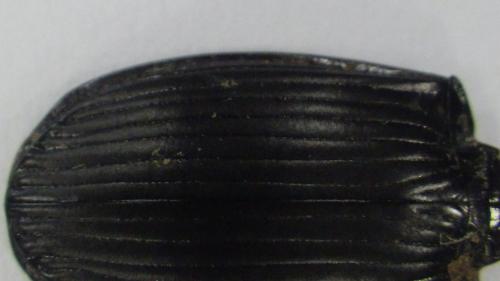 Réf. 212 589 : Abax parallelepipedus