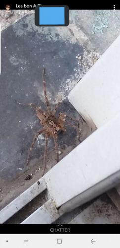 Zoropsis spinimana