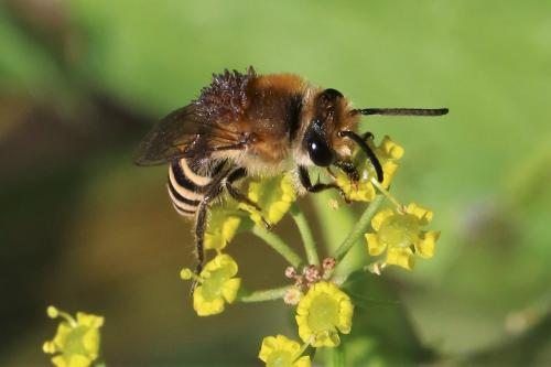 Colletes hederae