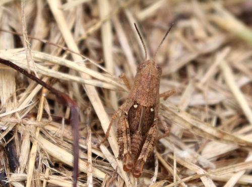 Réf. 212 071 : Calliptamus sp.