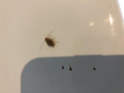Ectobius sp.