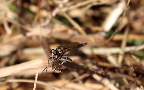 Asilinae