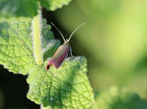 Oncocera semirubella