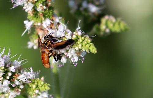 Trichopoda pictipennis