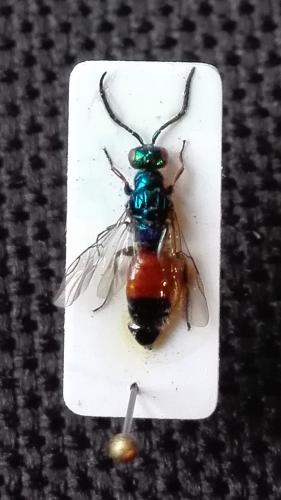 Cleptes semicyaneus