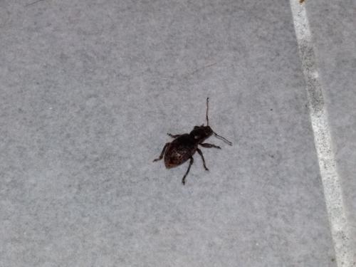 Brachyderes sp.