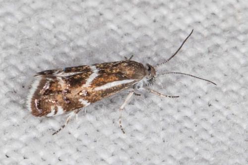 Millieria dolosalis