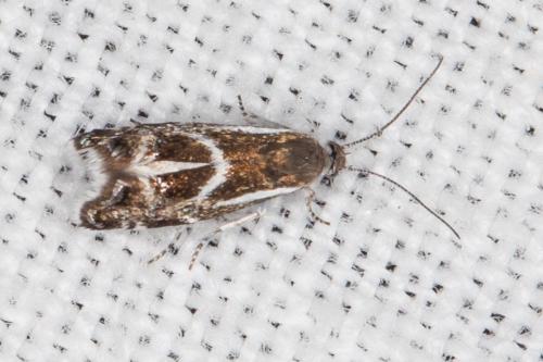Millieria dolosalis