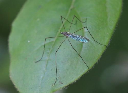 Réf. 212 527 : Limoniinae inconnu