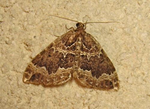 Réf. 212 121 : Lampropteryx suffumata