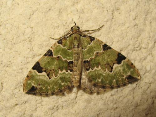 Colostygia pectinataria