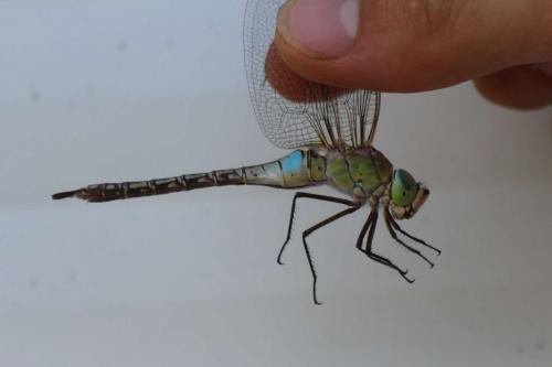 Anax parthenope