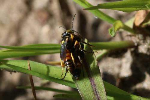Dinetus pictus
