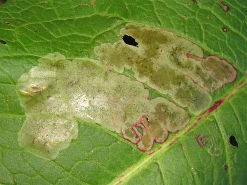 Pegomya sp.
