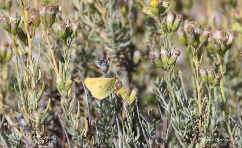 Réf. 212 805 : Colias vauthierii