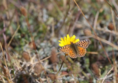 Yramea sp.