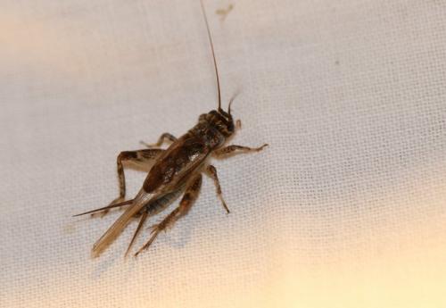 Eumodicogryllus bordigalensis bordigalensis