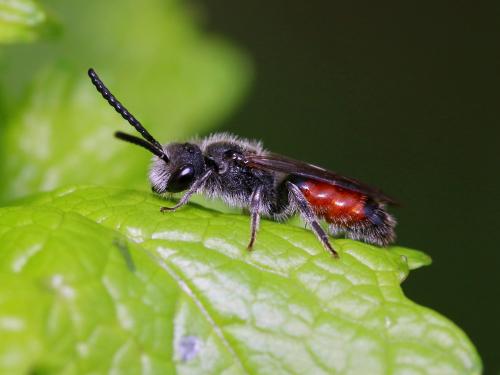 Réf. 212 273 : Sphecodes sp.