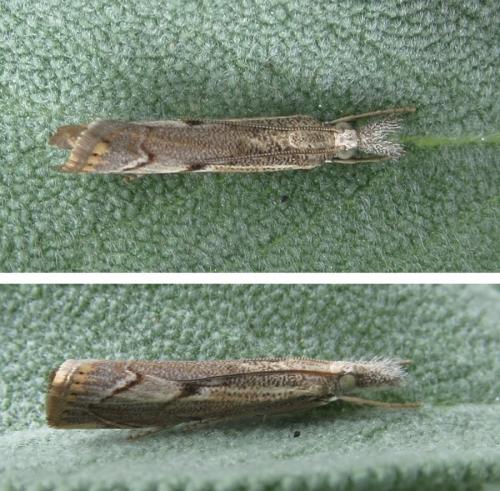 Agriphila geniculea