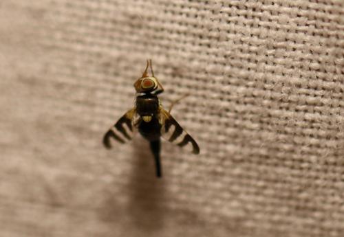 Réf. 212 274 : Urophora quadrifasciata
