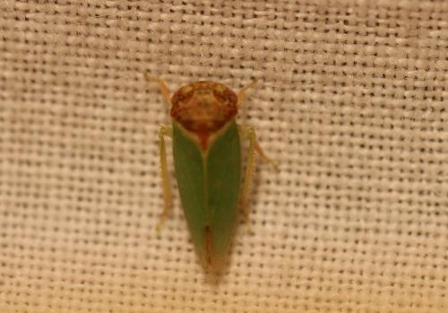 Iassus sp.