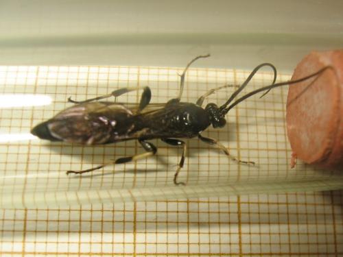 Réf. 212 262 : Coelichneumon biannulatus