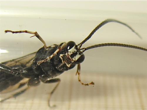 Réf. 212 263 : Coelichneumon biannulatus