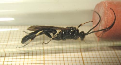 Réf. 212 264 : Coelichneumon biannulatus