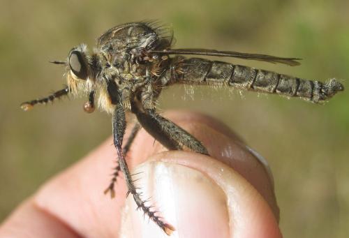 Machimus gonatistes