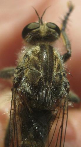 Machimus gonatistes
