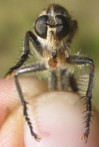 Machimus gonatistes