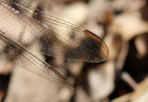 Orthetrum coerulescens