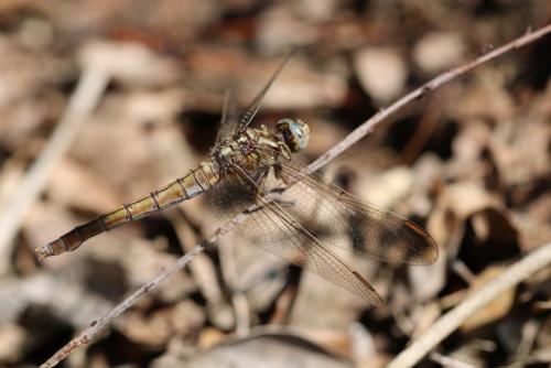 Orthetrum coerulescens