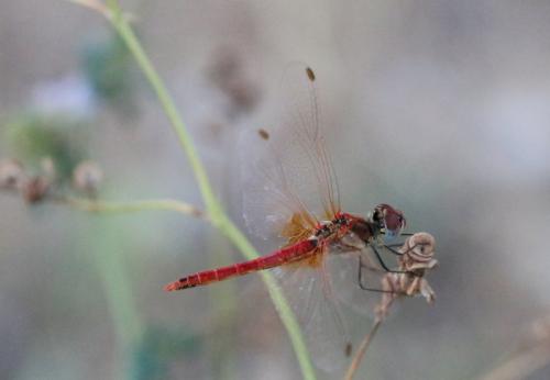 Sympetrum fonscolombii
