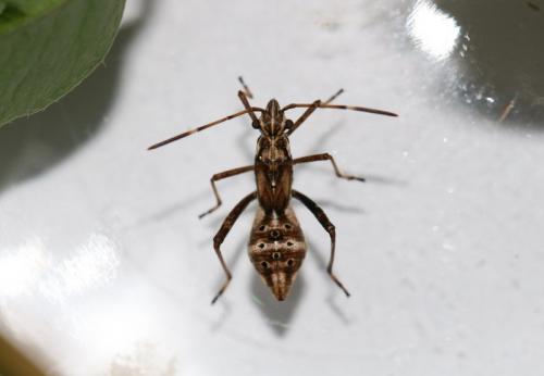 Réf. 212 676 : Camptopus lateralis