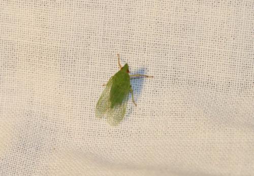Réf. 212 745 : Dictyophara multireticulata