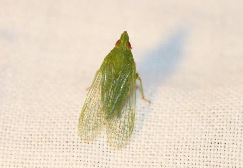 Réf. 212 743 : Dictyophara multireticulata
