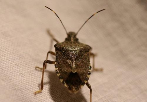 Halyomorpha halys