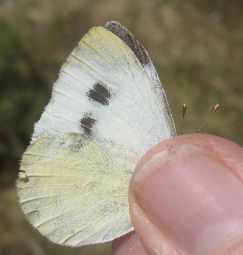 Pieris mannii