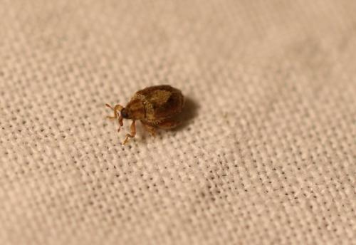 Orchestes quercus