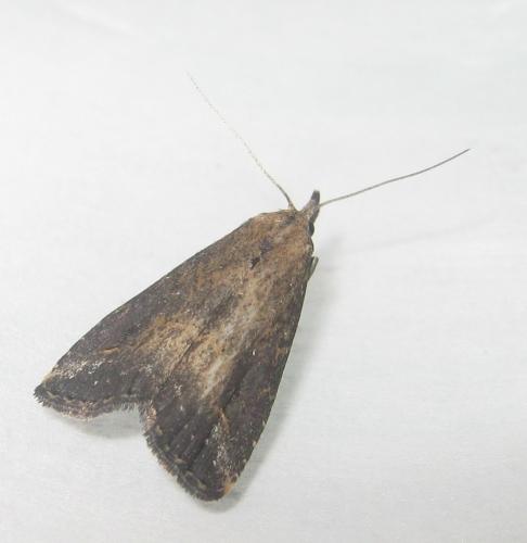 Schrankia costaestrigalis