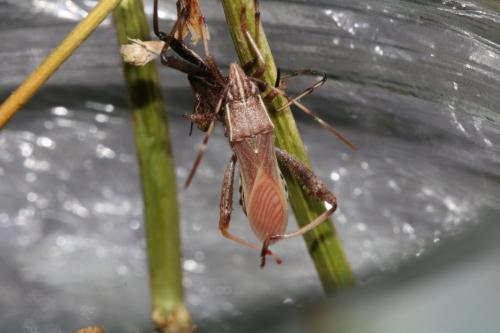 Réf. 212 945 : Camptopus lateralis