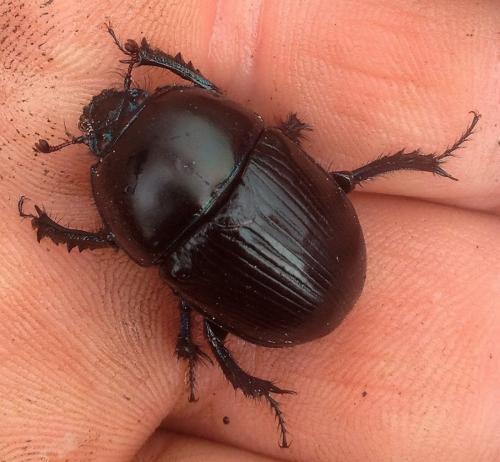 Geotrupes sp.