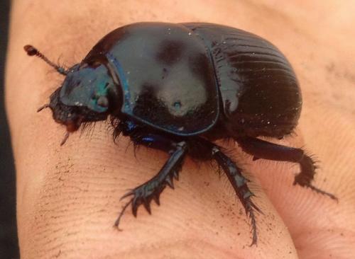 Geotrupes sp.