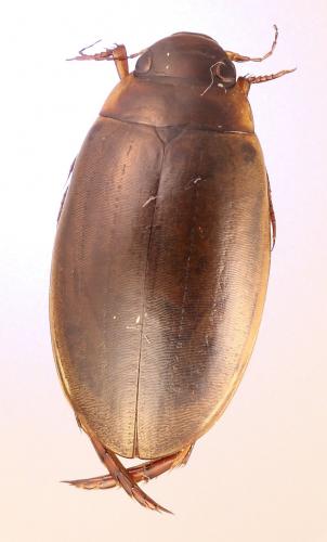 Réf. 212 144 : Colymbetes fuscus