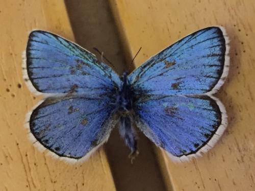Polyommatus polonus